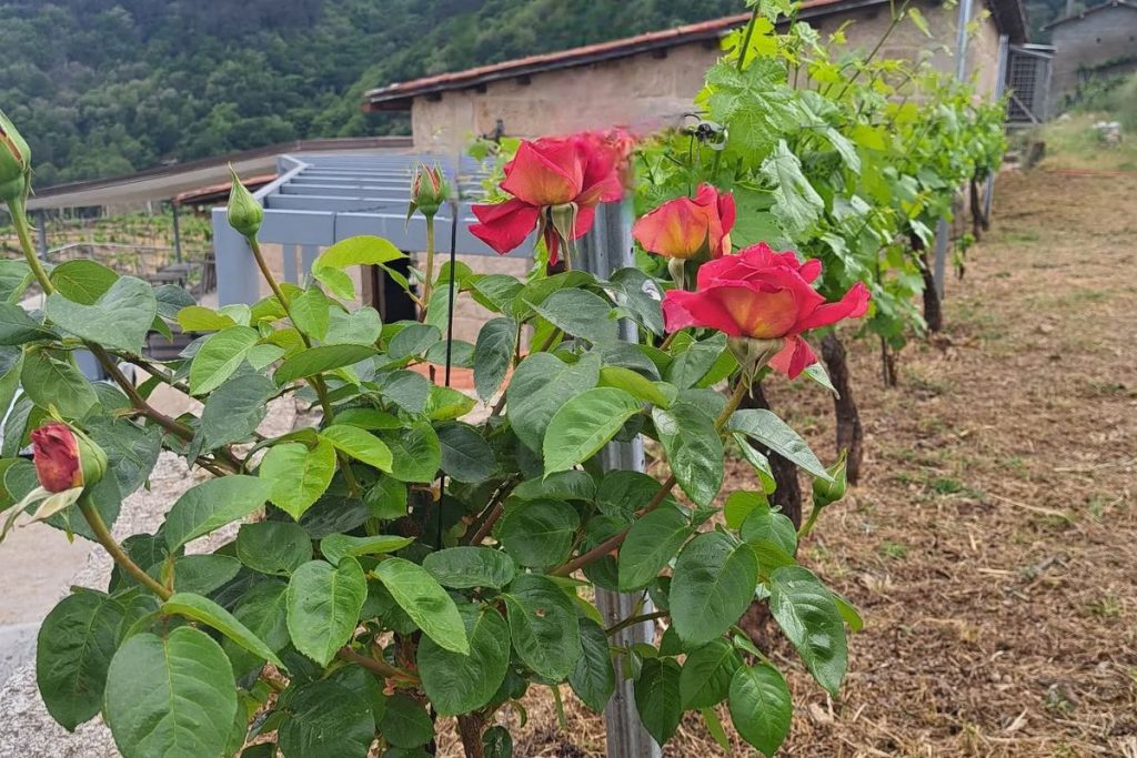 Rosales en Bodega Ribada